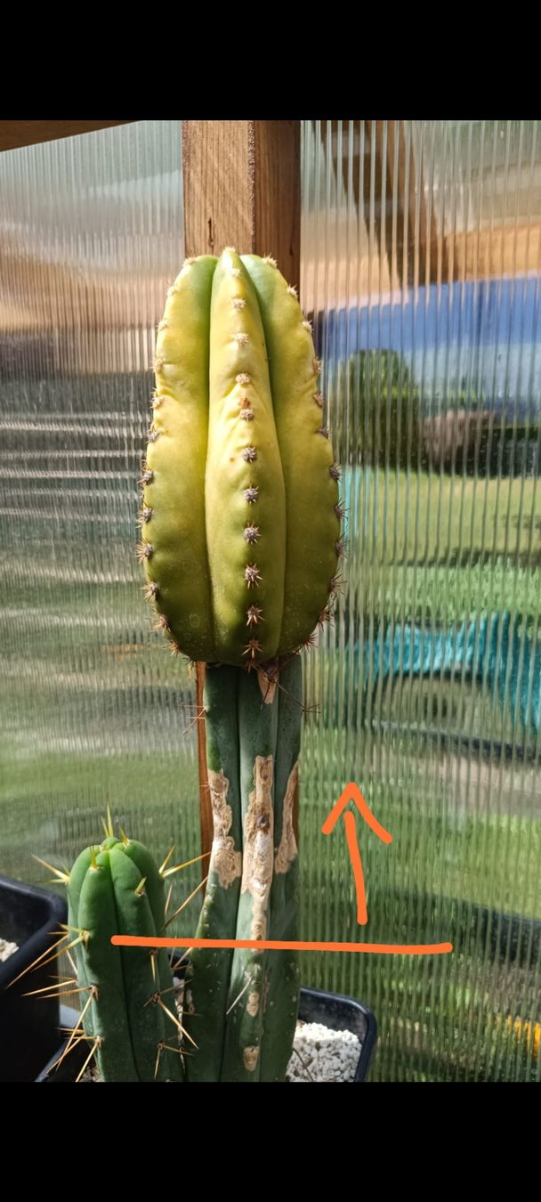Piante & sementi: Trichocereus Pachanoi variegata Neon – Usato da Pâquier-Montbarry venduto da chr_7dmj 3
