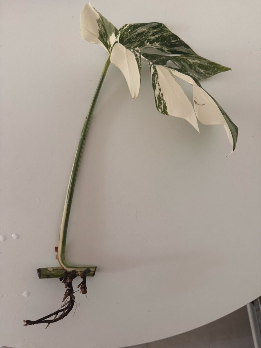 Pflanzen & Samen: Monstera Variegata Steckling – Gebraucht aus Benglen von Maune 1