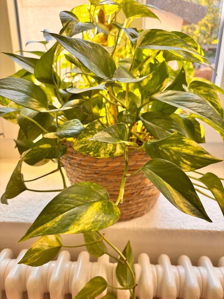 Piante & sementi: Belle plante verte Pothos + Panier – Usato da Romainmôtier venduto da val_r8sn