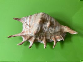 Muschel / Meeresschnecke mit Zacken, sehr gross
