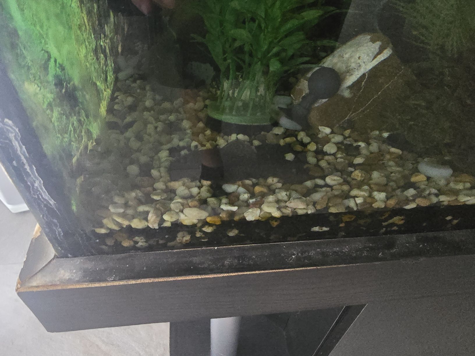 Acquari: Aquarium mit Unterschrank und Filter – Usato da Giswil venduto da cavalier04 2