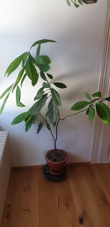 43+ Avocadobaum Kaufen Gärtner Pötschke, Gartenkatalog von gärtner