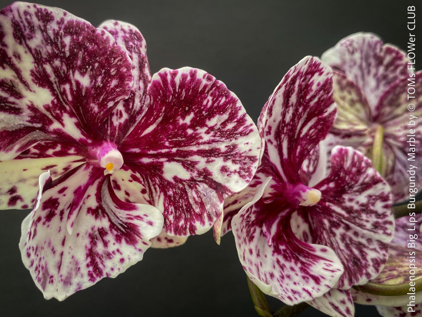 Piante & sementi: Phalaenopsis Burgundy Marble - einzigartige Blütenfarbe – Nuovo e nell'imballaggio originale da Adliswil venduto da TAKEYOURPLANT 1