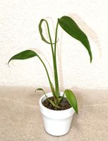 Monstera Burle Marx Flame
