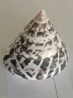 Muschel Grüne Glocke Conch Craft Shell Meeresschnecke Ø8cm