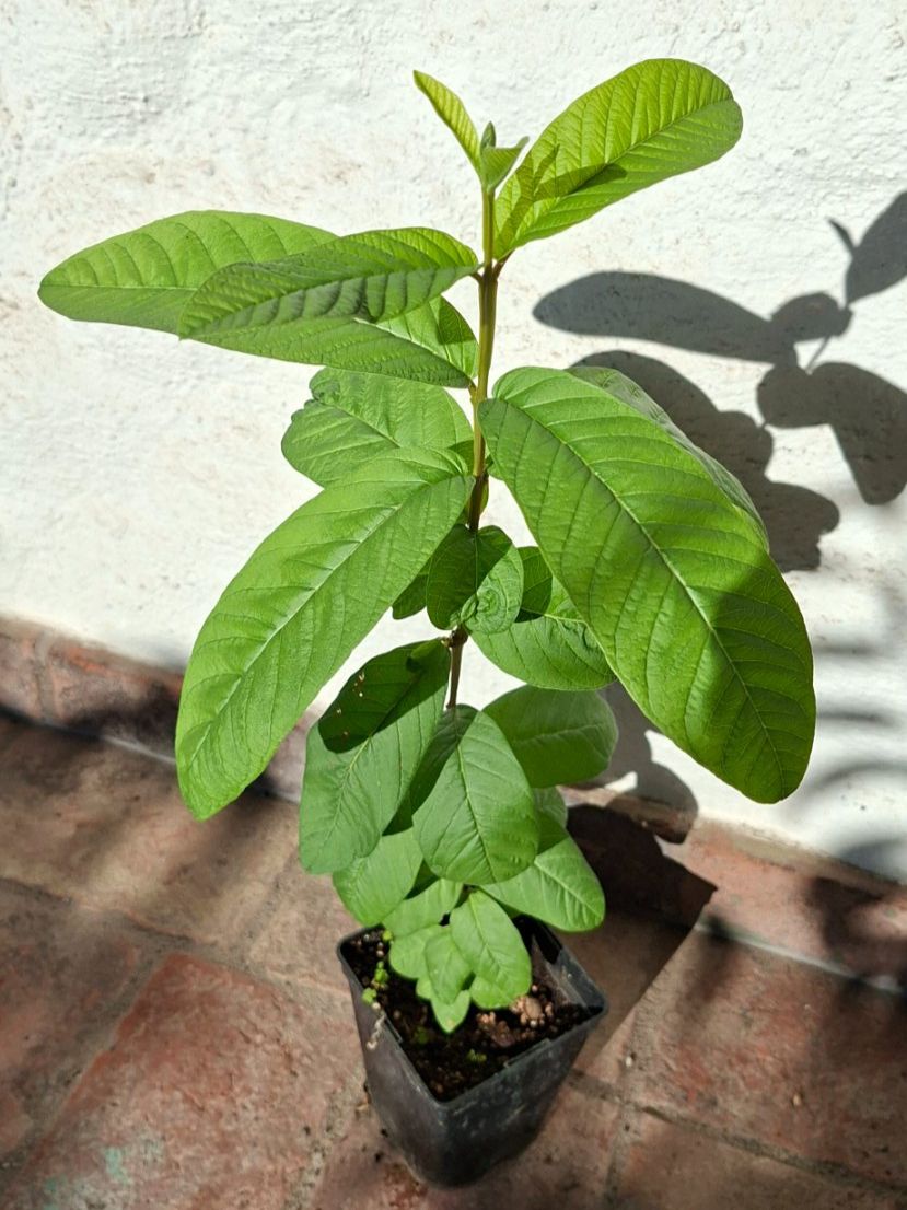Pflanzen & Samen: Echte Guave (Psidium guajava) – Gebraucht aus Alikon von Brunzolini