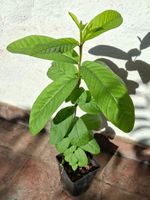 Echte Guave (Psidium guajava)