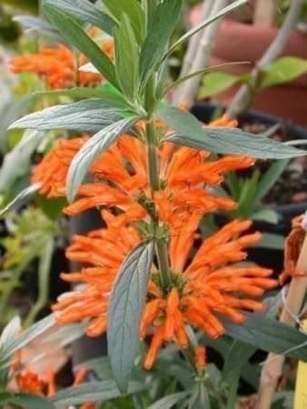 Piante & sementi: Queue de Lion, Wild Dagga, Leonotis 15g – Nuovo (secondo la descrizione) da Bremblens venduto da FIBONACCI369 3