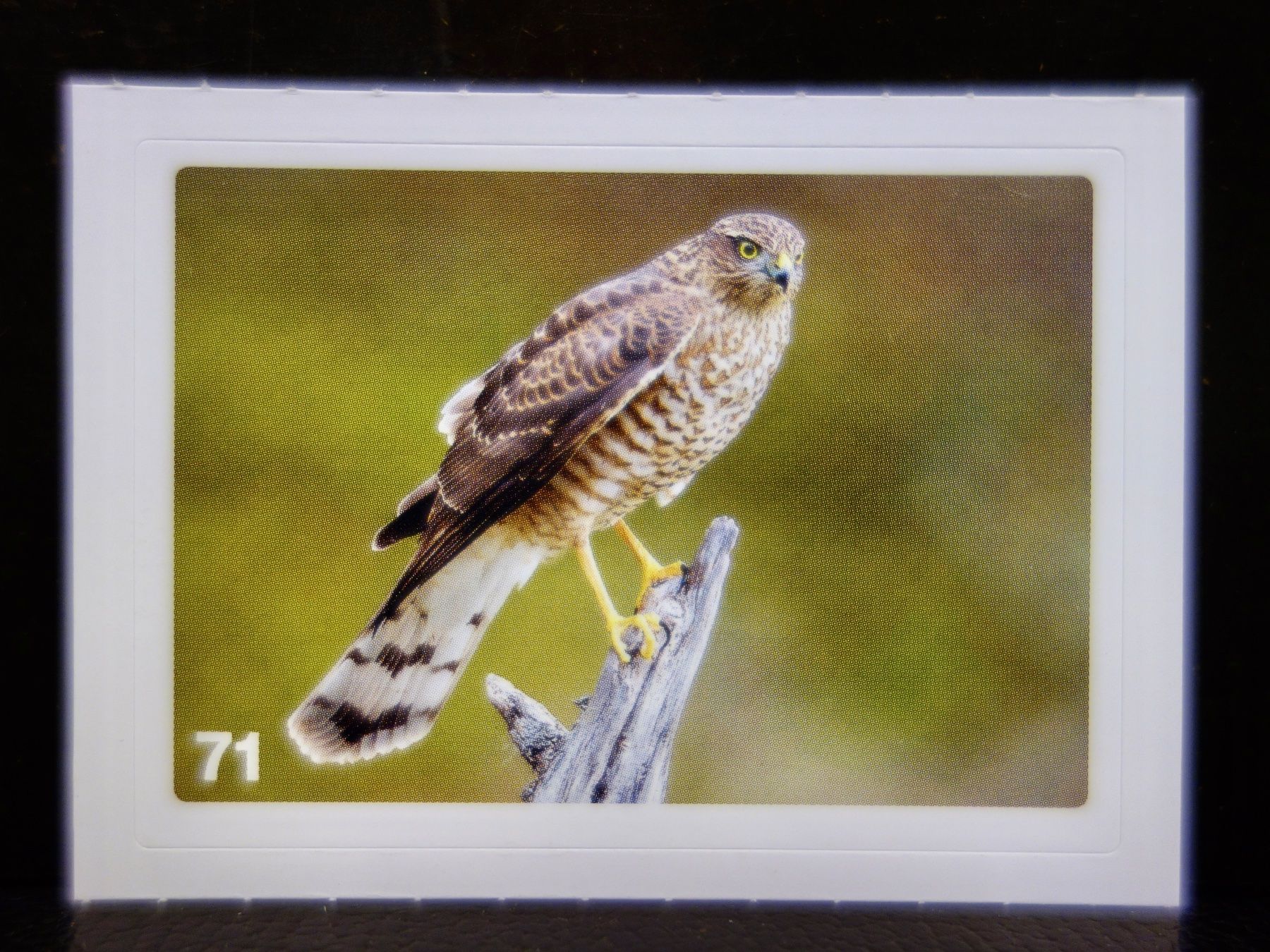 Migros Carte collezionabili: MIGROS MANIA Nature Detectives Nr. 71 – Usato da Kerzers venduto da djstarsky73