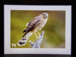 MIGROS MANIA Nature Detectives Nr. 71