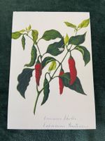 AK botanische Illustration Natur Kunstkarte
