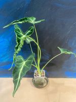 Alocasia Frydek Tatoo Rhizom (1)