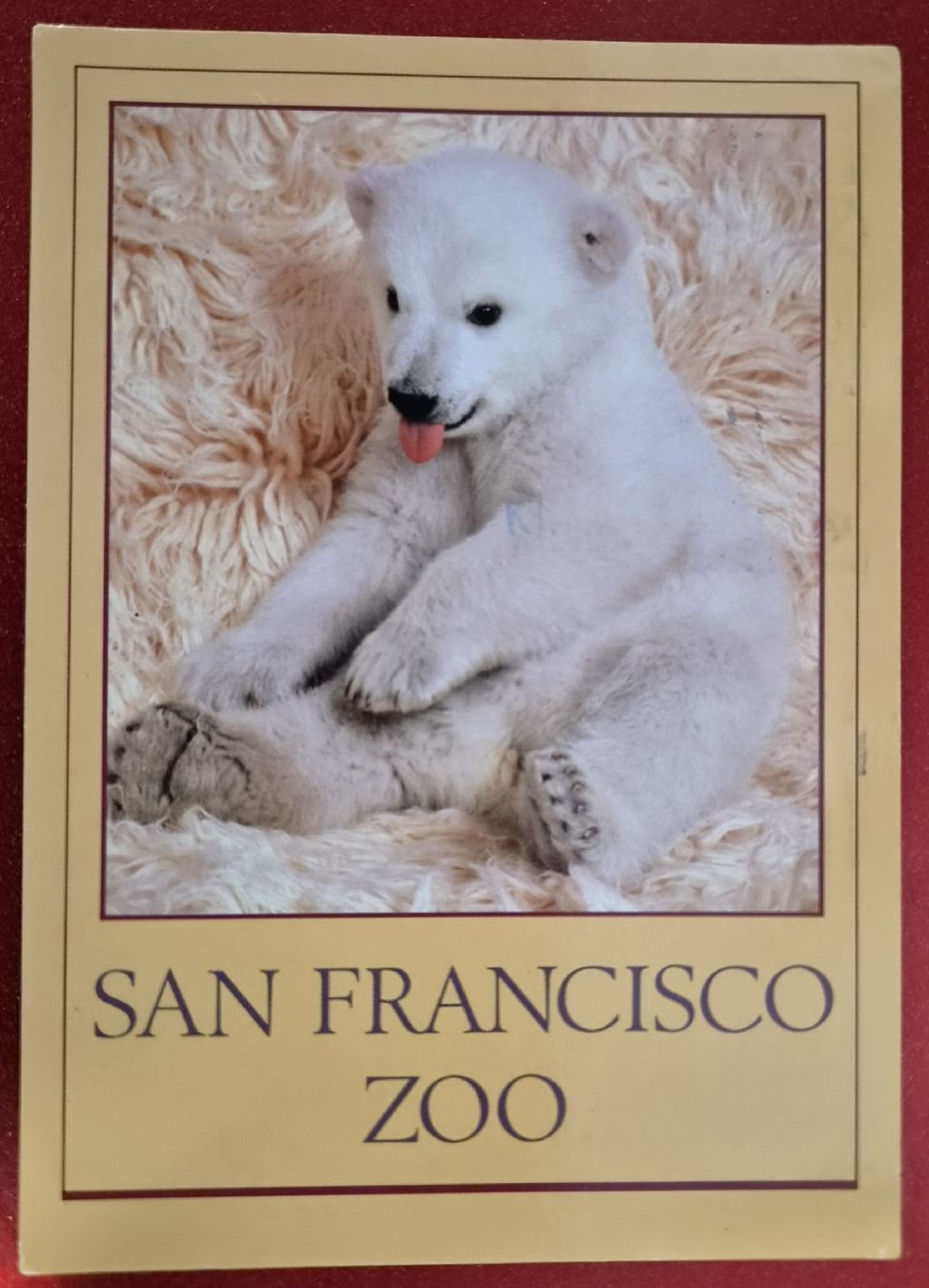 Ansichtskarten: San Francisco Zoo Eisbärbaby 1985 – Gebraucht aus Melchnau von Arthurius