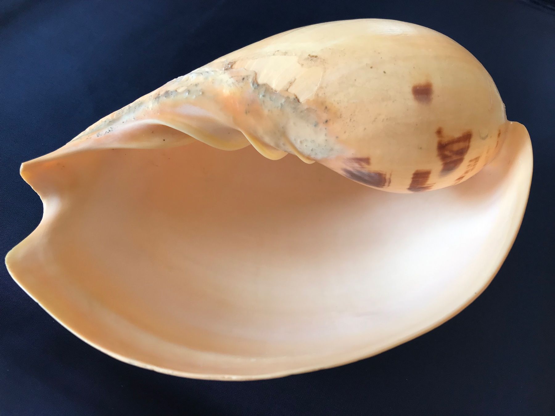 Fossili: Grosse Muschel – Usato da Hauptwil venduto da EfairB