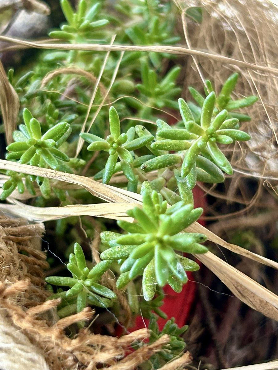 Piante & sementi: Blumenschale  – Nuovo (secondo la descrizione) da Frauenfeld venduto da Irene.Schuppli 5