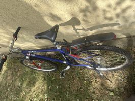 Schauff Velo 