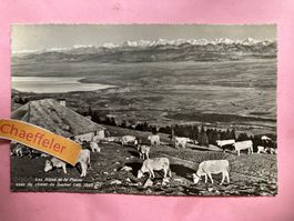 1950 Les Alpes et la Plaine vues du chalet du Suchet