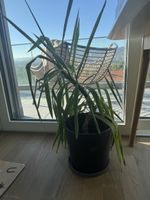 Yucca Palme mit schwarzem Topf