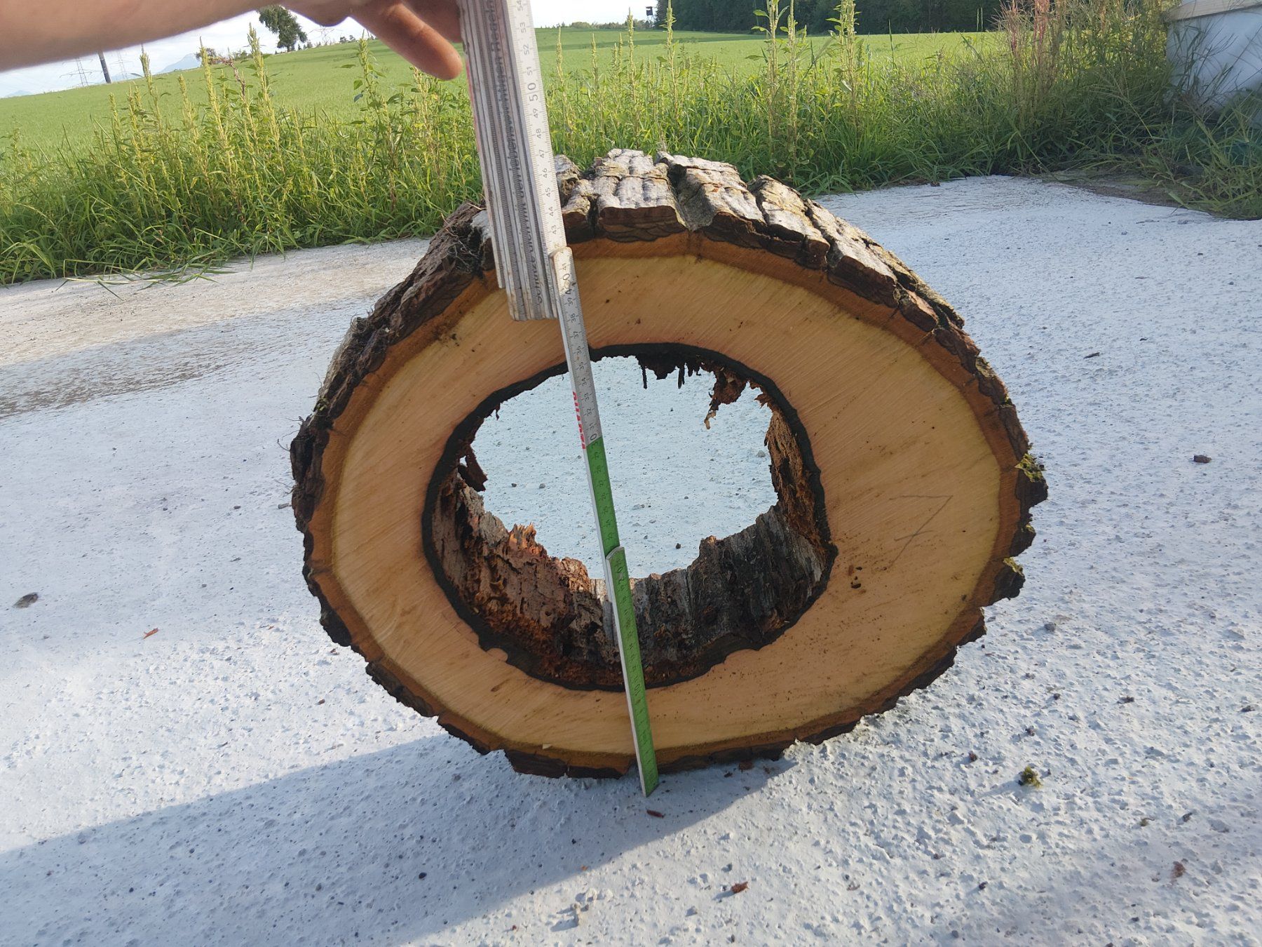 Articoli in legno: Nussbaum Holzscheibe Nr. 7 Dekoration – Nuovo (secondo la descrizione) da Affoltern am Albis venduto da ret_6x6z 1