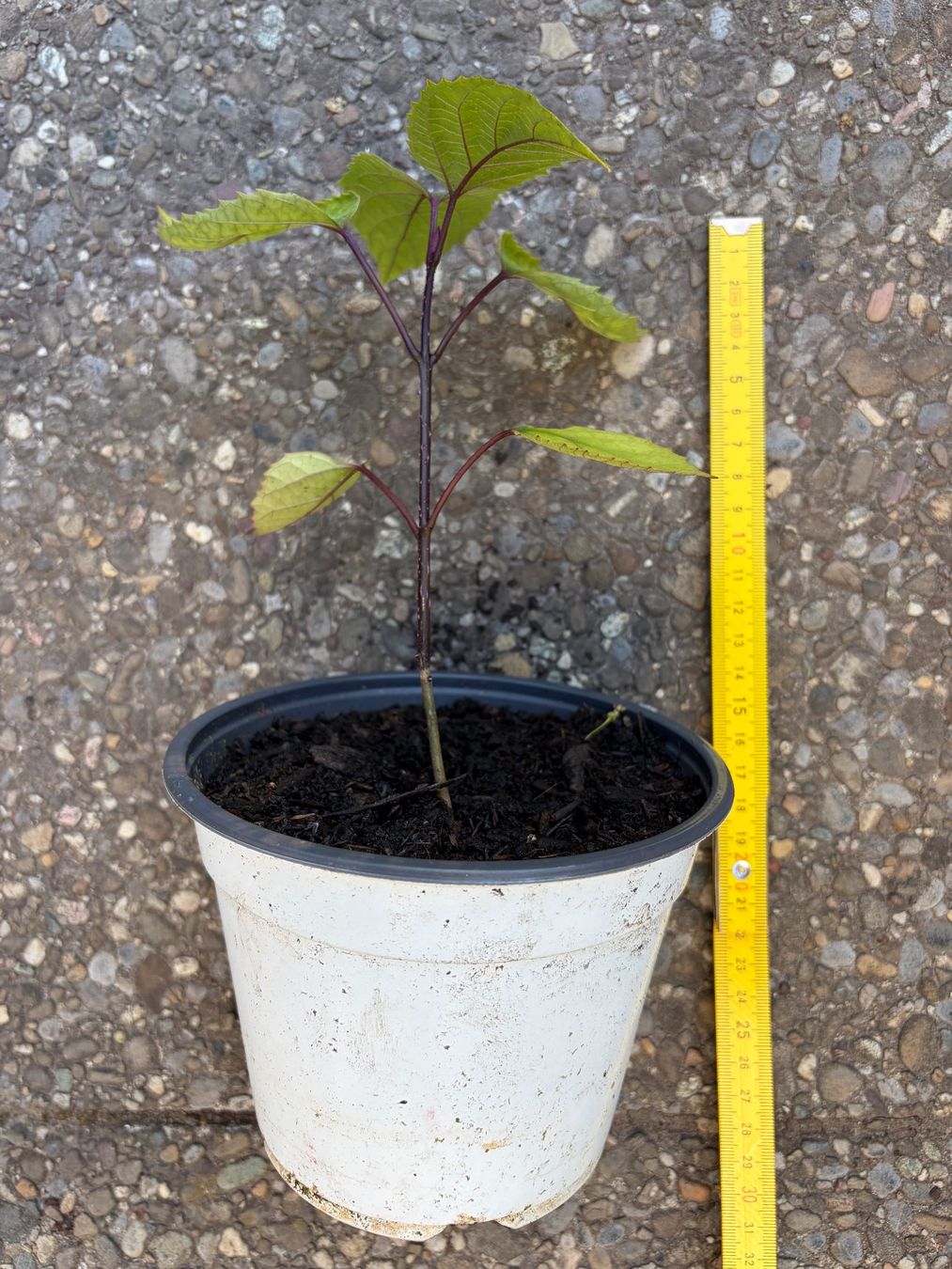 Piante & sementi: Chinesischer Losbaum (Clerodendrum bungei) – Usato da Winterthur venduto da Aniger 4