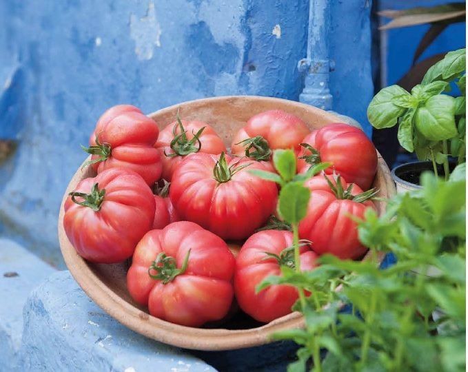 Piante & sementi: 15 Samen Monterosa Tomate Spanien – Nuovo (secondo la descrizione) da Magliaso venduto da bosfu 1