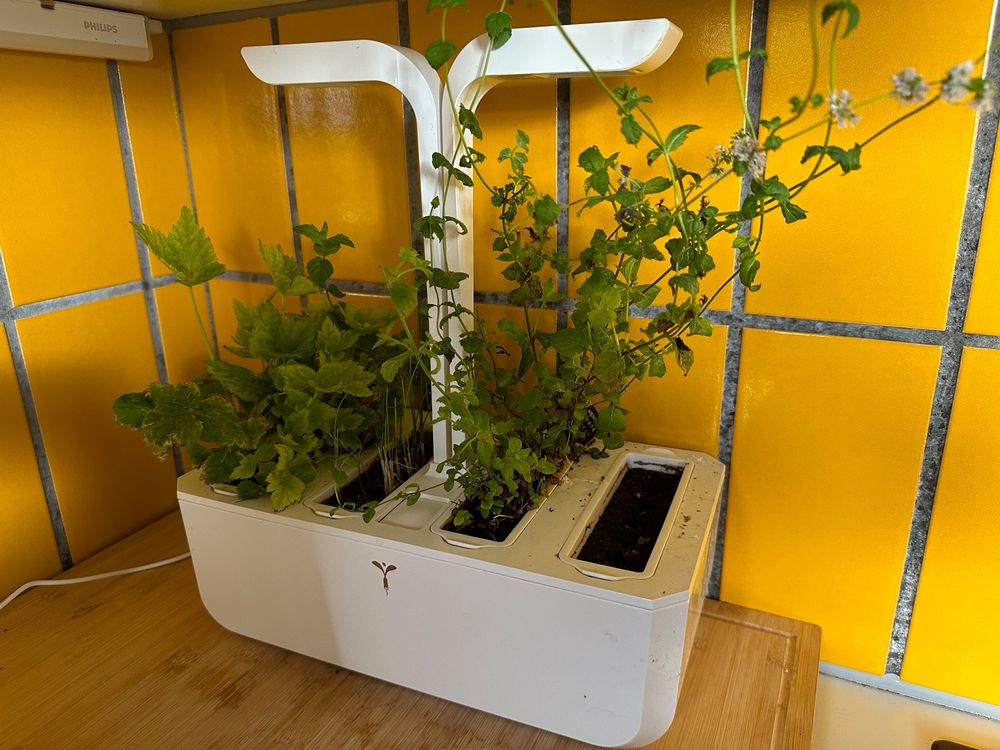 Veritable indoor Gemüsegarten Kaufen auf Ricardo