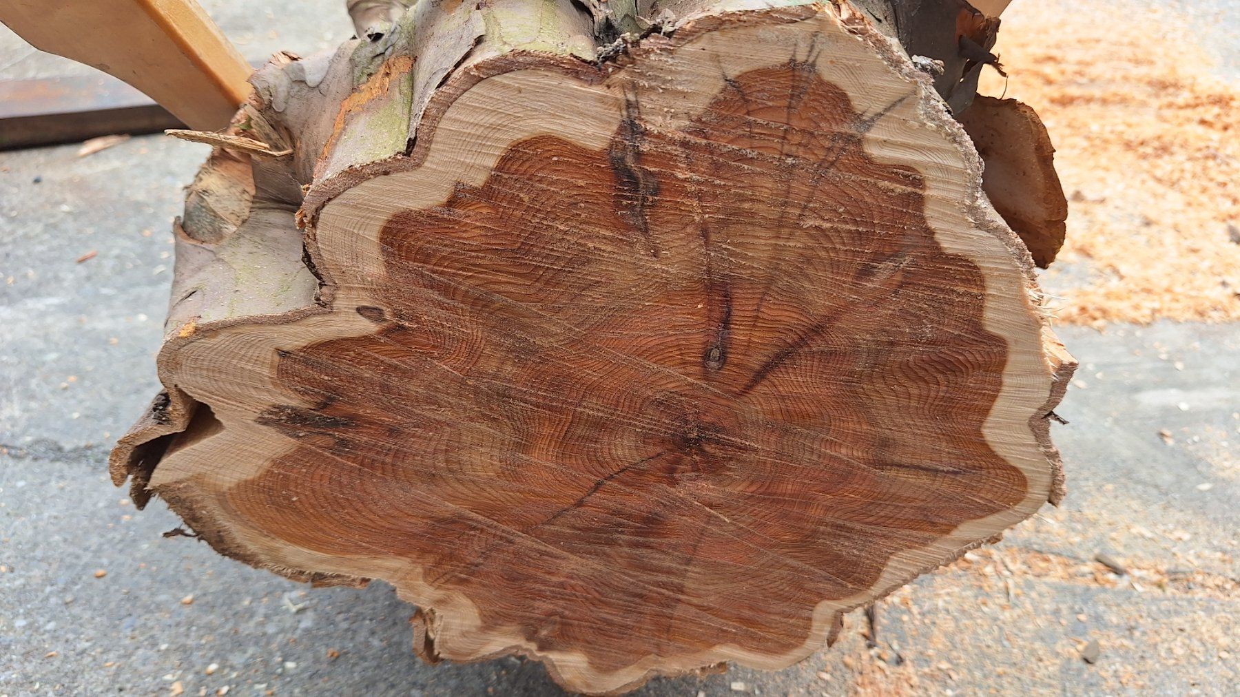 Eibe Eibenholz Eibenstamm Holz drechseln Pfeilbogenholz (Neu (gemss  Beschreibung)) in Bilten fr CHF 160  nur Abholung auf Ricardo kaufen