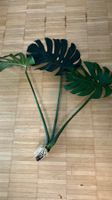 Monstera Deliciosa Stamm Ableger mit 3.Blätter
