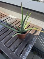 Aloe Vera Pflanze 40cm
