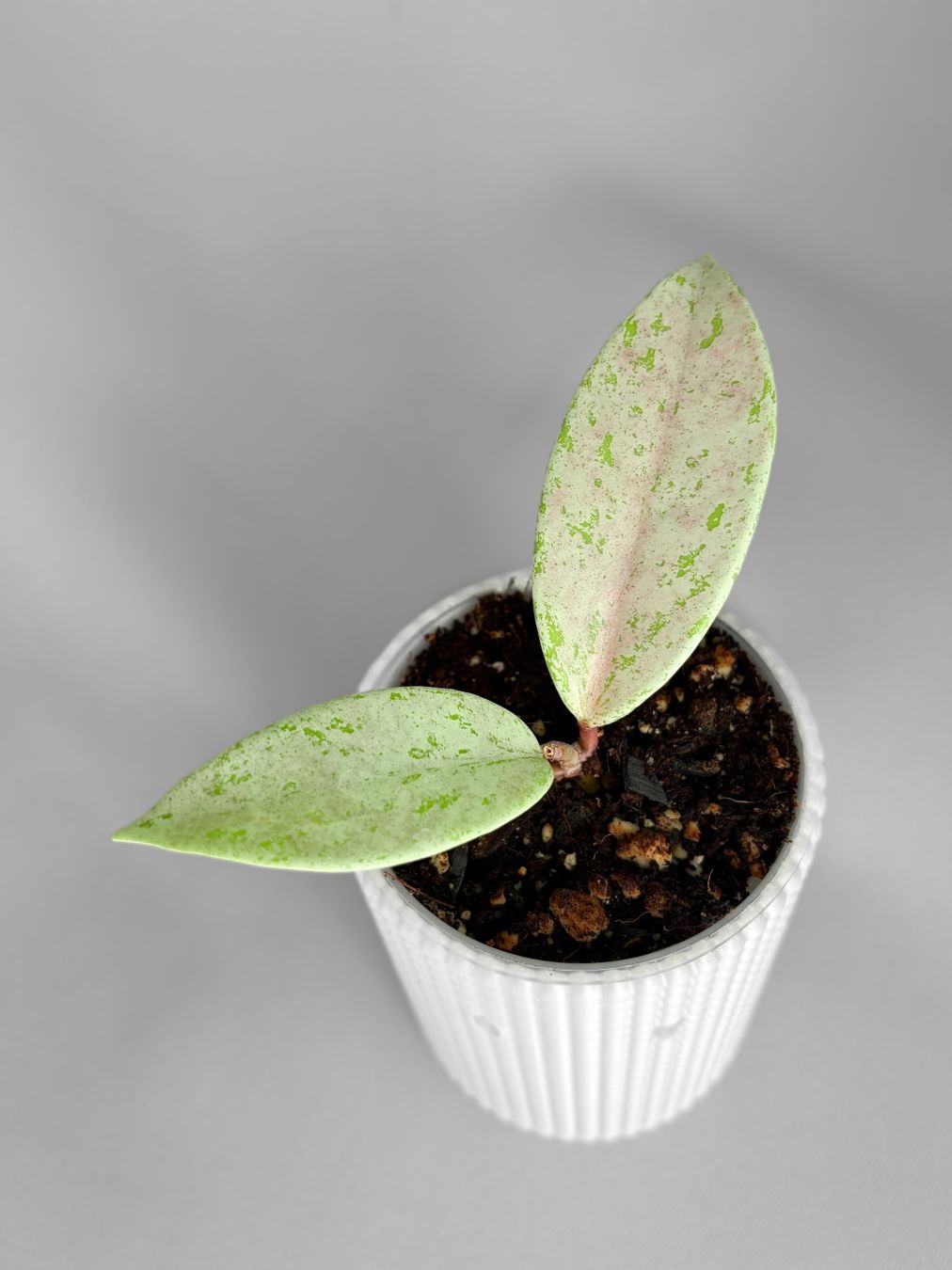 Piante & sementi: Hoya Pubicalyx Pink Silver Ghost – Nuovo (secondo la descrizione) da Seuzach venduto da animaplants 2