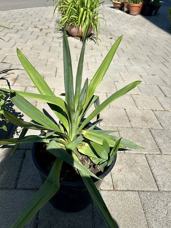 Pflanzen & Samen: Winterharte Yucca  – Gebraucht aus Frauenfeld von Irene.Schuppli 1