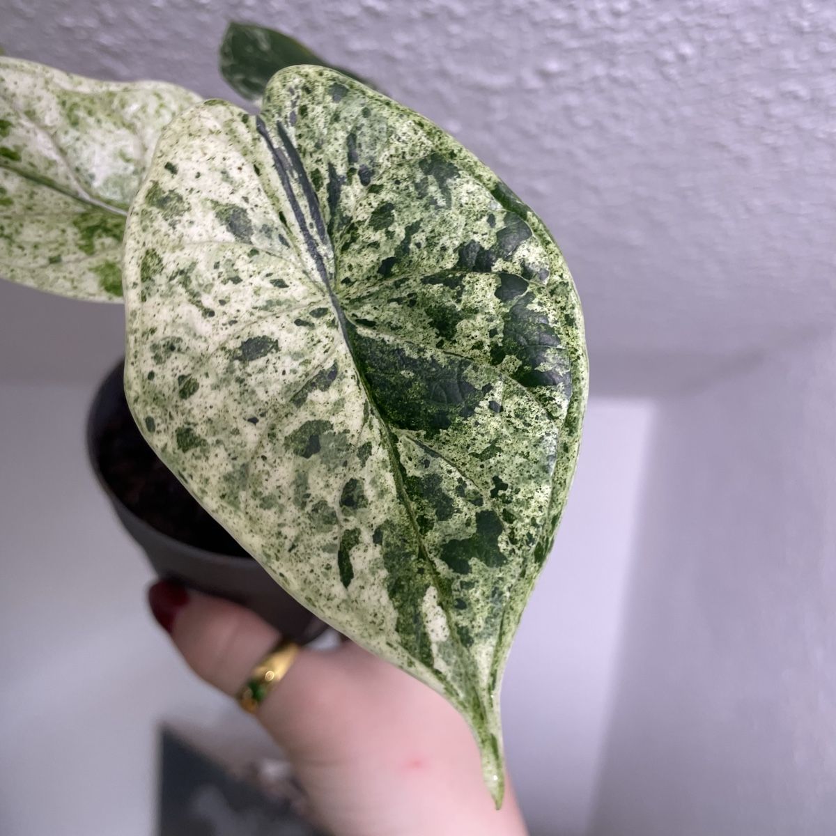 Piante & sementi: Alocasia Dragon Scale Mint variegata – Usato da Suhr venduto da Planted.by.two