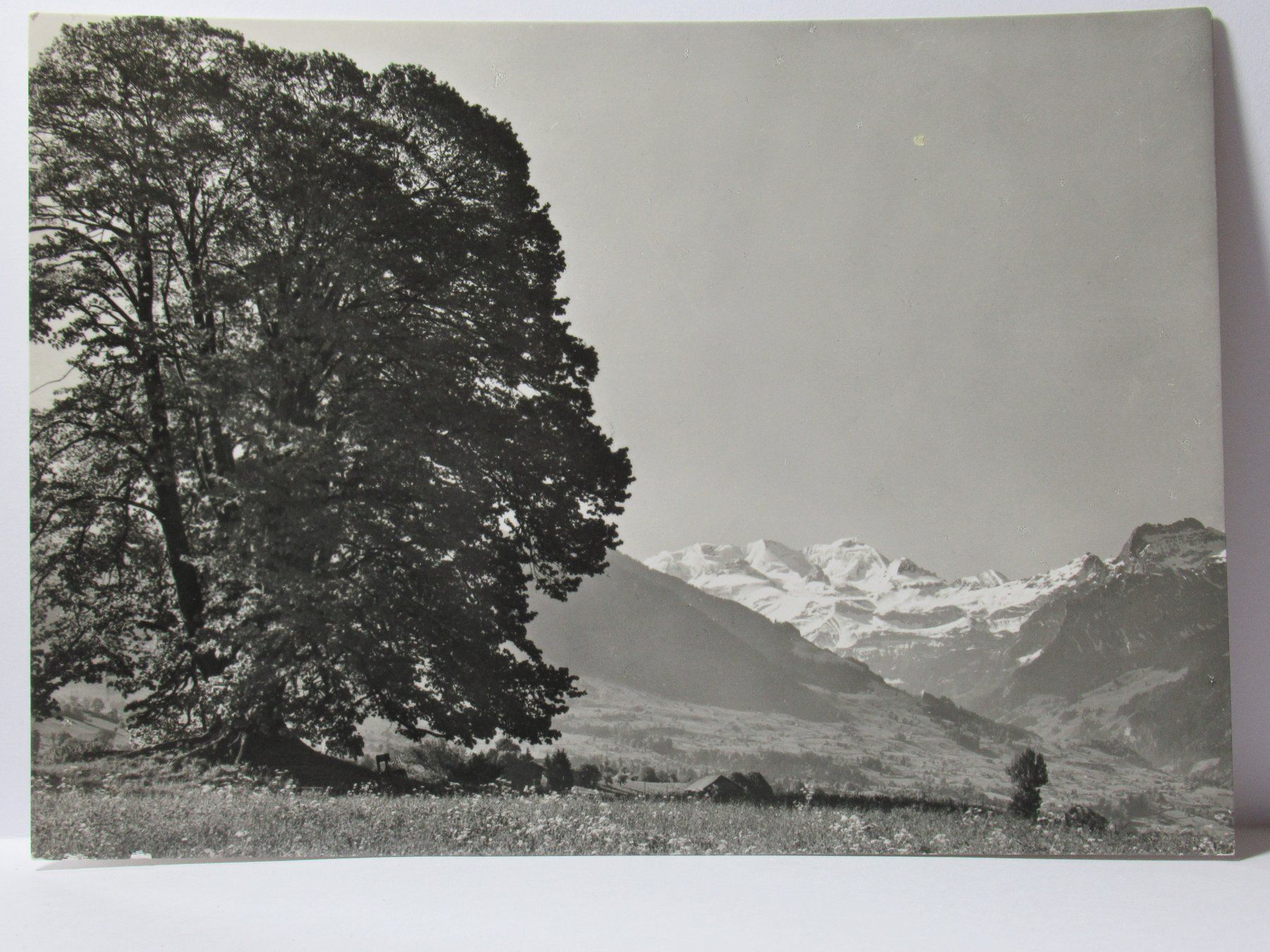Ansichtskarten: Foto Albert Steiner , die grosse Linde – Neu (gemäss Beschreibung) aus Grenchen von Bluemchen1900