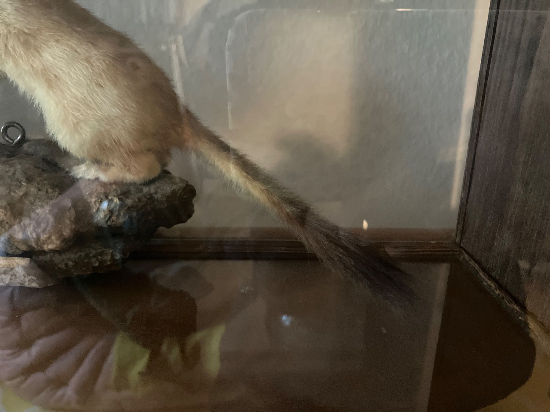 Il mondo degli animali: Präpariertes Tier auf Stein, Wiesel – Usato da Zürich venduto da elf_h9f2 2