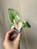 😍Alocasia Yucatan Princesse Pink Albo