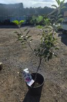 Apfelbaum ‘Elstar’ – Malus domestica ‘Elstar’ ca. 160 cm