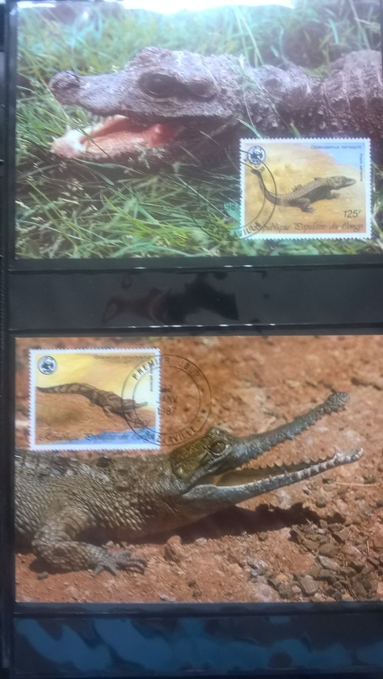 Tutti i francobolli: Kongo 1987 Satz WWF Krokodil Maximumkarten – Nuovo (secondo la descrizione) da Liestal venduto da schnueps