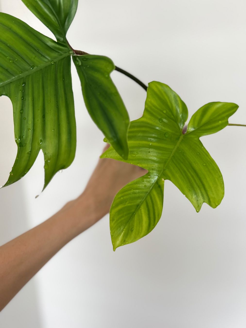 Plantes & graines: Philodendron Florida🔥 – D'occasion à Glattpark(Opfikon) par ste_n99y 5