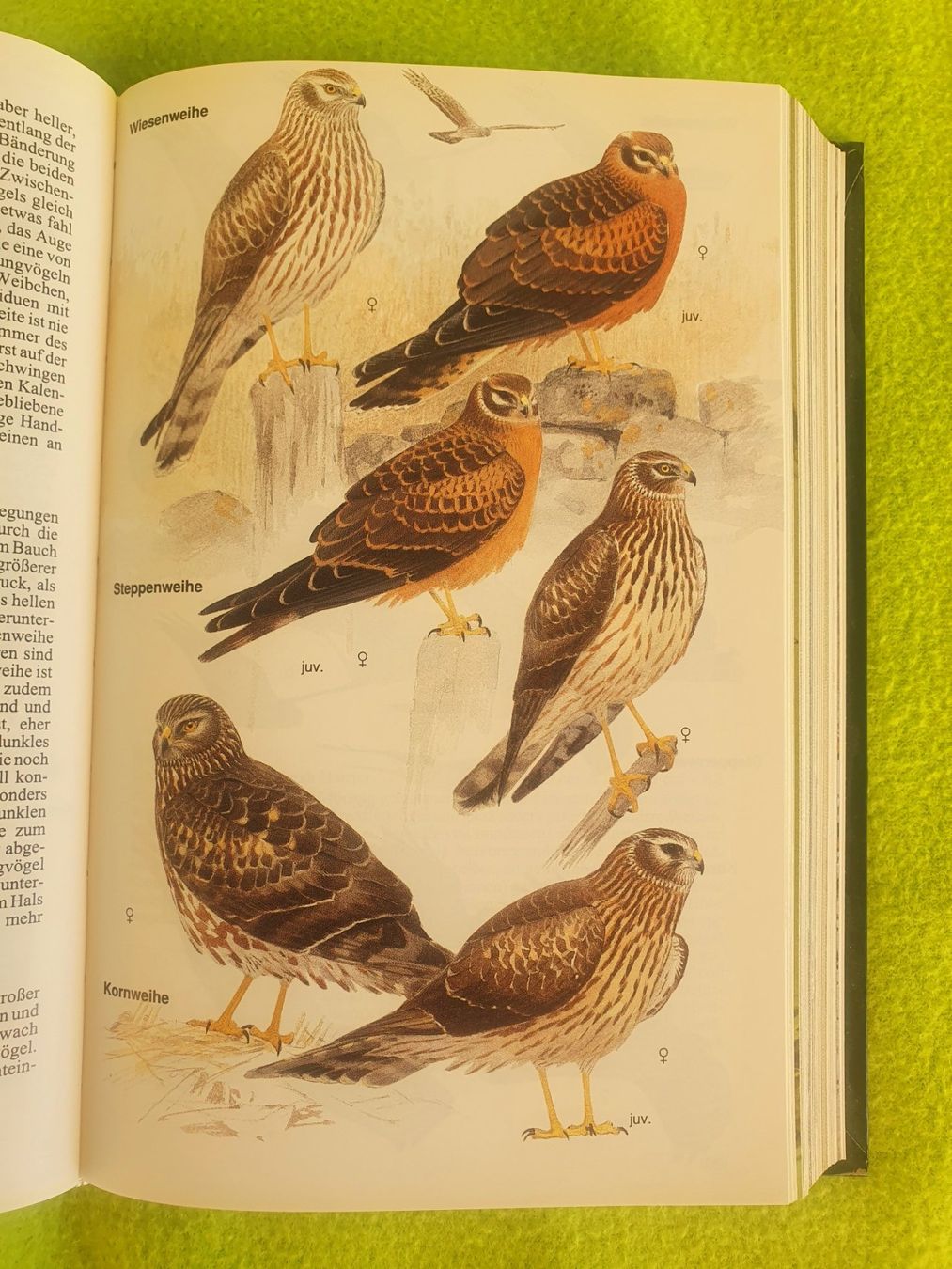 Libri: Die Vögel Europas – Usato da Steinhausen venduto da joseph-sen 4