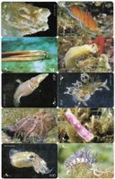 10 Telefonkarten Kroatien Wassertiere