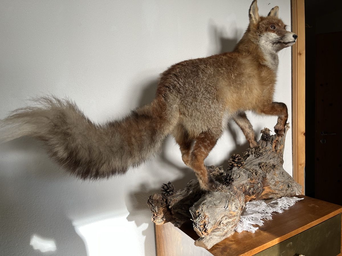 Il mondo degli animali: Wunderschöner Fuchs. Echttier Präparat. – Usato da Davos Platz venduto da butzele13 1