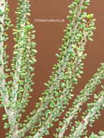 Ceraria Namaquensis / Namaqua Porkbush - zarte Schönheit