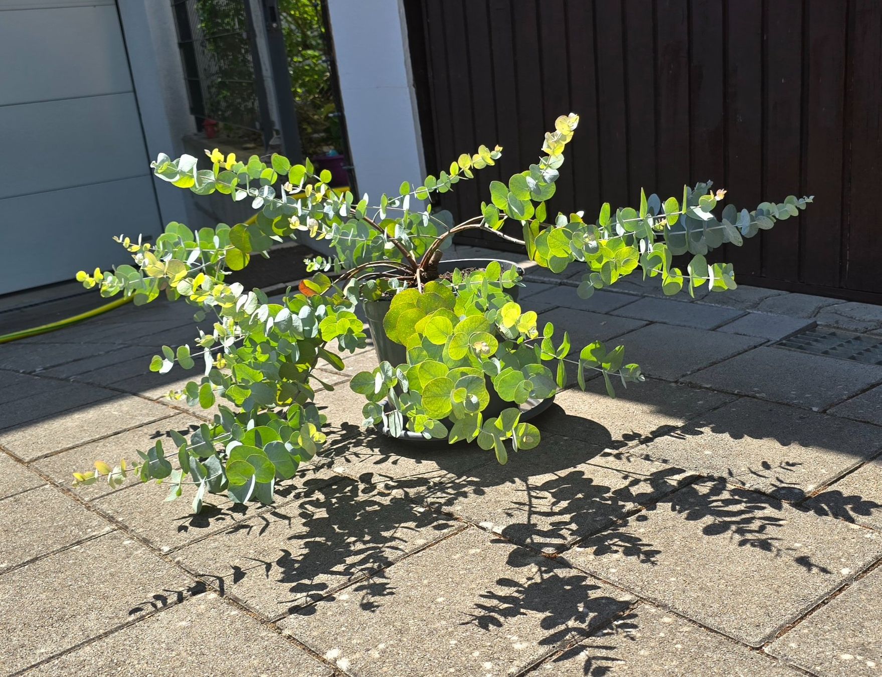 Pflanzen & Samen: Eukalyptus Pflanze – Gebraucht aus Aarburg von popkorn65 2