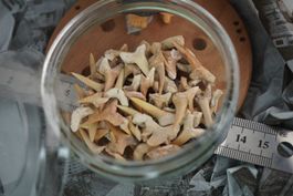 Fossilien Haizähne knoche usw  Sammlung  Räumung Topstone