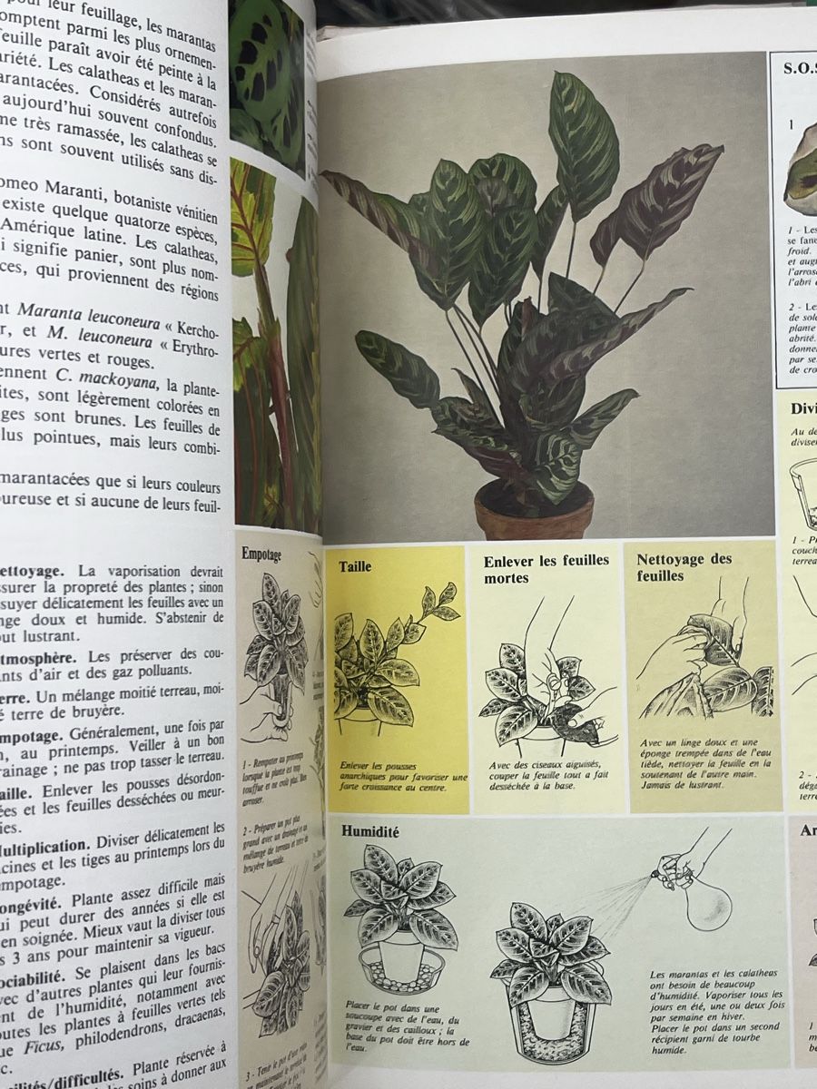 Bücher: Comment soigner vos plantes d interieur – Gebraucht aus Wettingen von NickInc 3