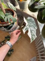 Monstera Ableger Variegata - Seltene Schönheit für Zuhause