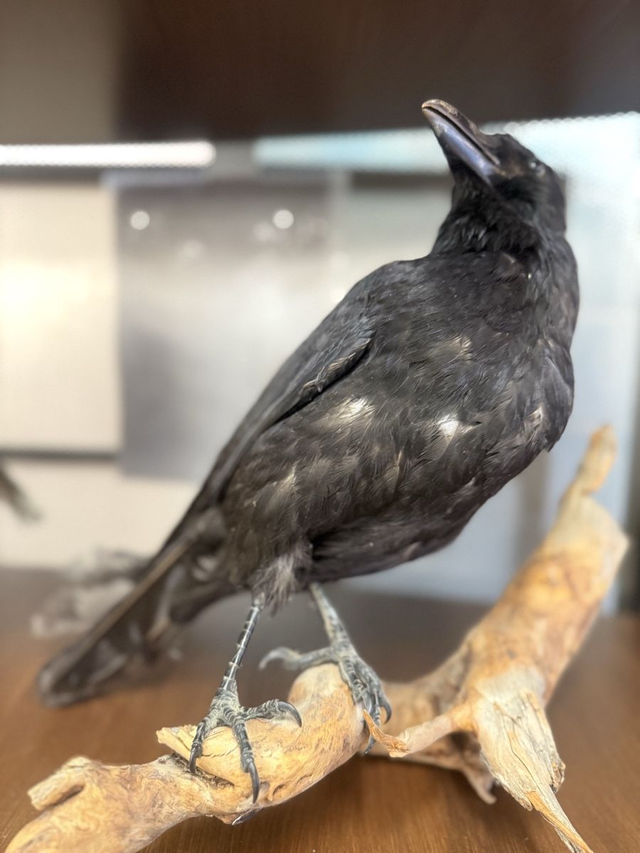 Il mondo degli animali: Ausgestopfte Tierarten – Usato da Zuzwil SG venduto da Pomy 4