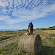 Profile image of Adoc