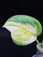 Epipremnum aureum 'Global' aka 'Japanese Global'