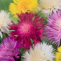 Kornblume "Imperial" Mix 10 Samen
